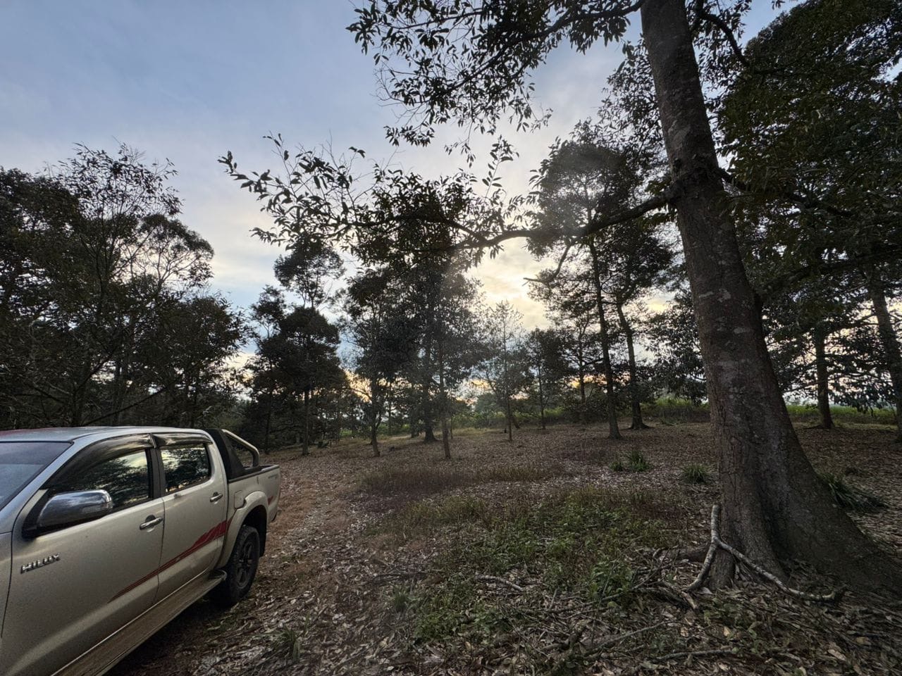 Four-wheel-drive vehicle inside a durian orchard in Paloh, Kluang